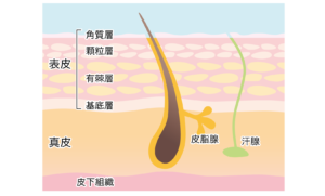 #0519  そもそも、人の肌ってどんな役割なの？構造は？